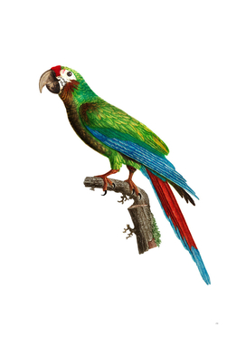 Vintage Great Military Macaw Bird Illustration