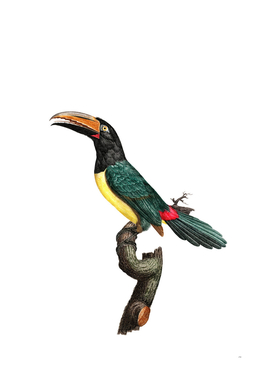 Vintage Green Aracari Toucan Bird Illustration