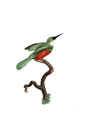 Vintage Green Tailed Jacamar Male Bird Illustration