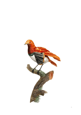 Vintage King Bird Of Paradise Female Bird Painting