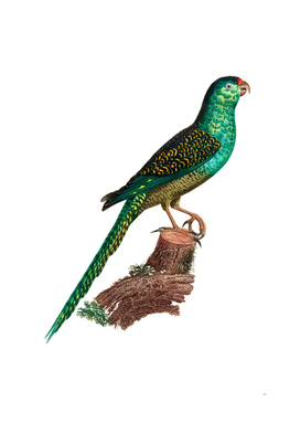 Vintage Ingambe Parakeet Bird Illustration