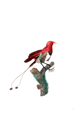 Vintage King Bird Of Paradise Male Bird Illustration