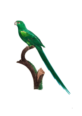 Vintage Long Tailed Parakeet Bird Illustration