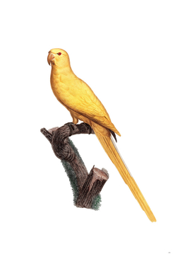 Vintage Lutino Parakeet Bird Illustration