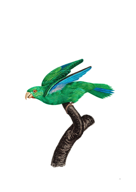 Vintage Marigold Parakeet Bird Illustration