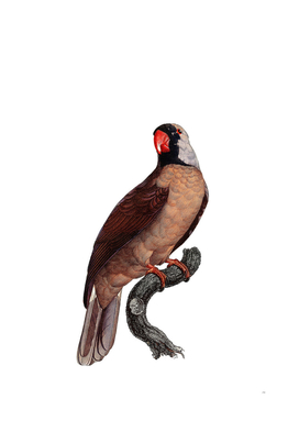 Vintage Mascarene Parrot Bird Illustration