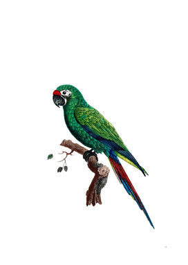 Vintage Military Macaw Bird Illustration