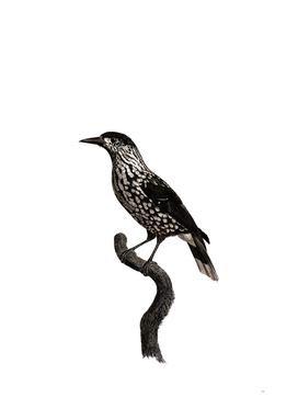 Vintage Nutcracker Bird Illustration