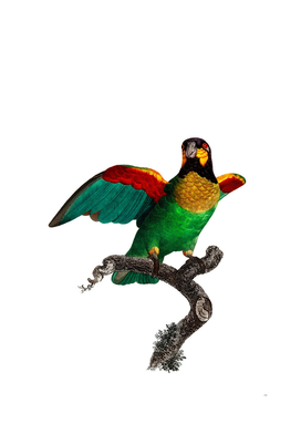 Vintage Orange Cheeked Parrot Bird Illustration