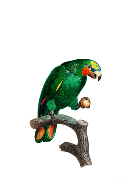Vintage Orange Winged Amazon Parrot Bird Illustration