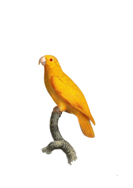 Vintage Pacific Parrotlet Bird Illustration