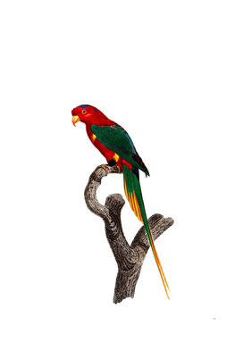 Vintage Papuan Lorikeet Bird Illustration