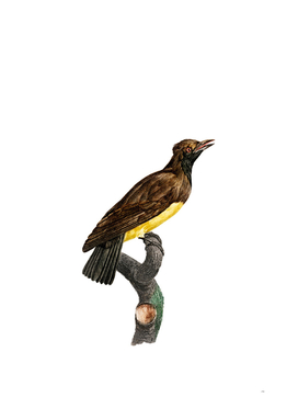 Vintage Paradise Crow Female Bird Illustration