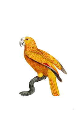 Vintage Parrot Of Paradise Of Cuba Bird Illustration