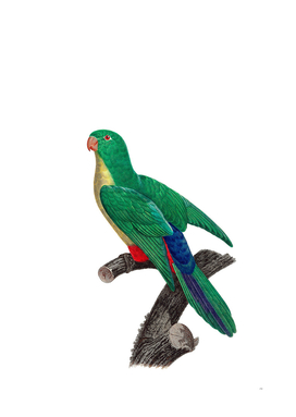 Vintage Parakeet And Parrot Hybrid Bird Illustration