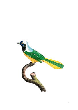 Vintage Peruvian Jay Bird Illustration