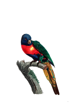 Vintage Plum Headed Parakeet Bird Illustration