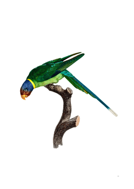 Vintage Plum Headed Parakeet Bird Illustration