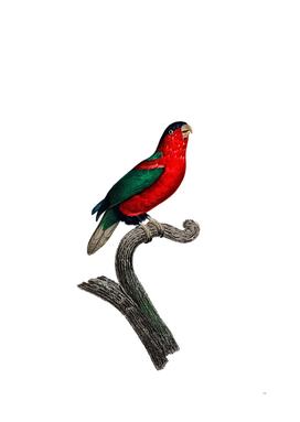 Vintage Pygmy Parrot Bird Illustration