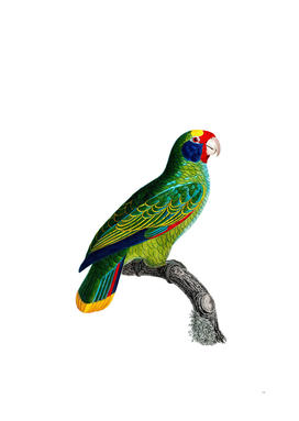 Vintage Red And Blue Amazon Parrot Bird Illustration