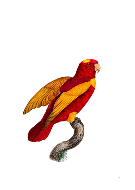 Vintage Red And Gold Lory Bird Illustration