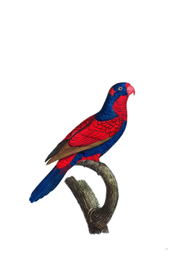 Vintage Red And Blue Lory Bird Illustration