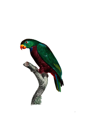 Vintage Red Billed Parrot Bird Illustration