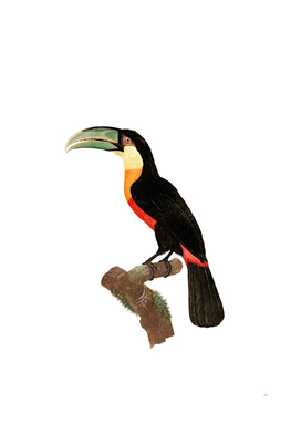 Vintage Red Billed Toucan Bird Illustration