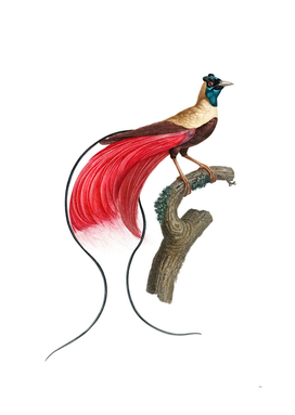 Vintage Red Bird Of Paradise Bird Illustration