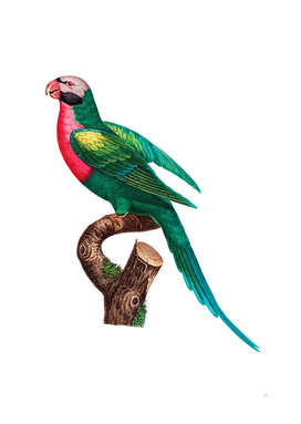 Vintage Red Breasted Parakeet Bird Illustration