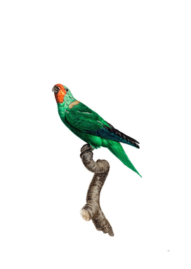 Vintage Red Faced Parrot Bird Illustration