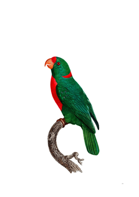 Vintage Red Fronted Parrot Bird Illustration