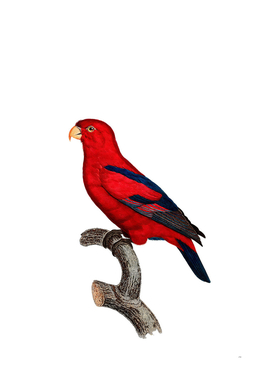 Vintage Red Lory Bird Illustration