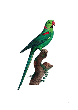 Vintage Rose Ringed Parakeet Bird Illustration