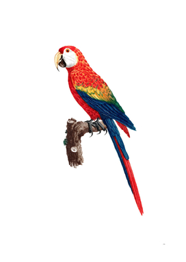 Vintage Scarlet Ara Macaw Bird Illustration