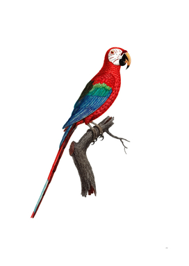 Vintage Scarlet Ara Macaw Illustration