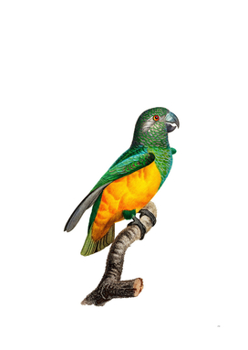 Vintage Senegal Parrot Bird Illustration