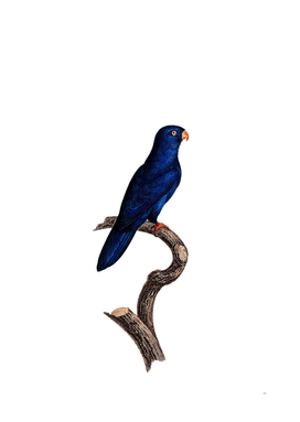 Vintage Sparman Parakeet Bird Illustration