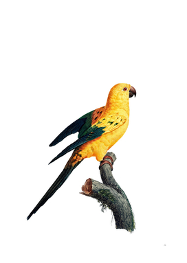 Vintage Sun Parakeet Bird Illustration