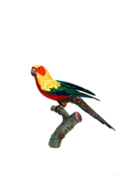 Vintage Sun Parakeet Bird Illustration