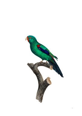 Vintage Swift Parrot Bird Illustration