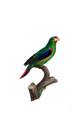 Vintage Swift Parrot Bird Illustration