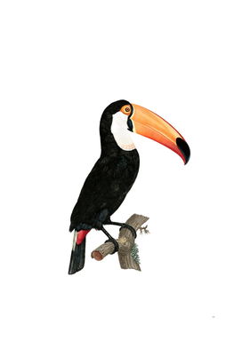 Vintage Toco Toucan Bird Illustration