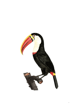 Vintage Toucan Bird Illustration