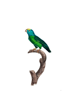 Vintage Tui Parakeet Bird Illustration