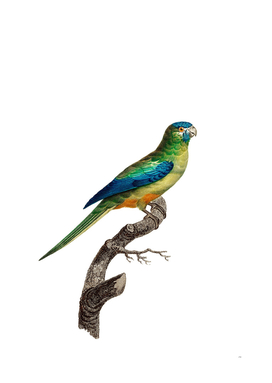 Vintage Turquoise Parrot Bird Illustration