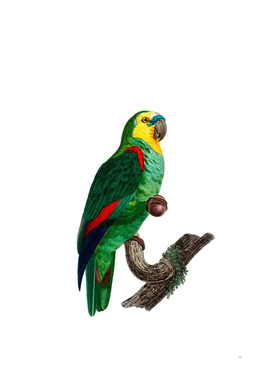Vintage Turquoise Fronted Amazon Parrot Bird Painting