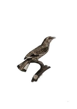 Vintage Varied Roller Of Africa Bird Illustration