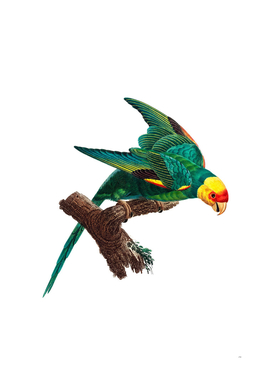 Vintage Yellow Crowned Parakeet Bird Illustration