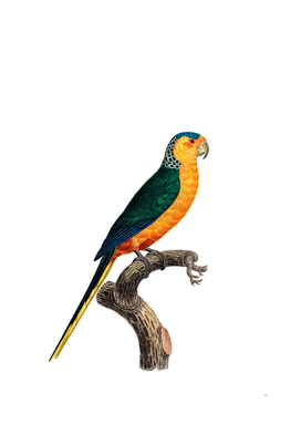 Vintage Yellow Fronted Parakeet Bird Illustration